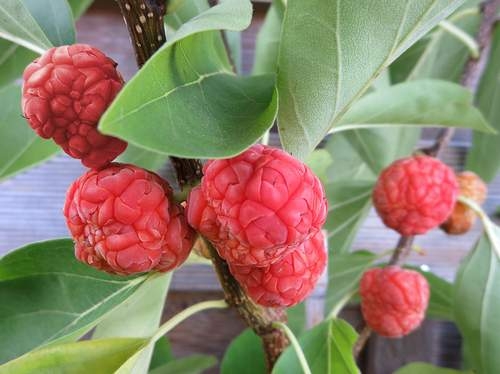 Beeren mit Wassermelonen-Geschmack