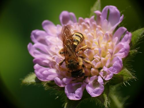 Mehr Wildbienen durch Klimaerwärmung