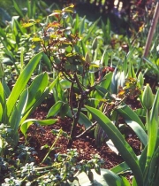 Rosen starten durch