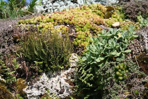 Alpine Stauden sind frostempfindlich