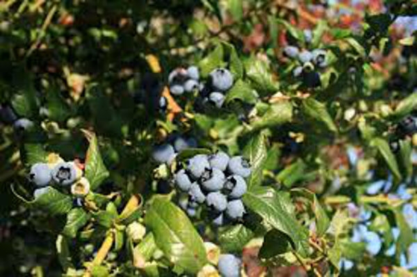 Große Heidelbeeren – zweimal jährlich