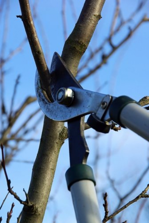 Prinzipien für den Obstbaum-Schnitt