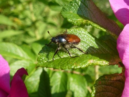 Der Junikäfer