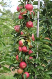 Säulenapfel 'Malini Pronto'