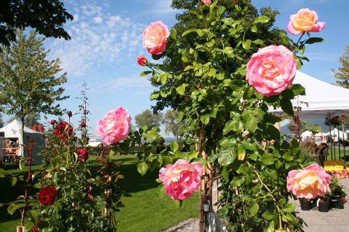 Bregenzer GartenKultur 2017: Gräser, Rosen und mehr....