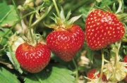Erdbeer-Aroma – früher genießen