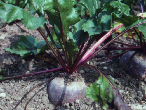 Rote Bete