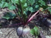Rote Bete