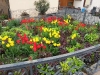 Die elegantesten Blüten des Frühlings: Tulpen