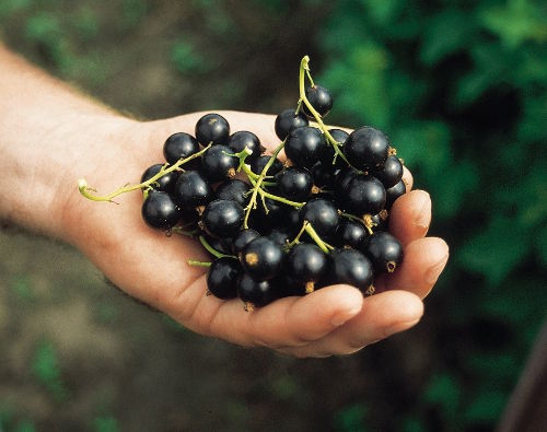 Schwarze Johannisbeeren für alle Geschmäcker