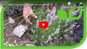 Gartenvideo des Monats - August &#039;20