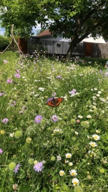 Eine Blumenwiese für die Artenvielfalt