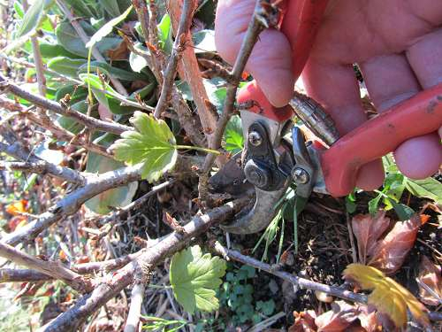 Stachelbeeren: Nach der Ernte ist vor der Ernte